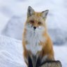 Mert's profile picture