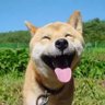 happy dog's profile picture