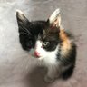 愛猫-NENE's profile picture