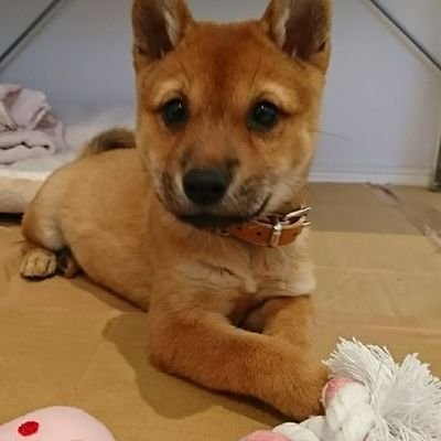sanin_48_monaka's profile picture