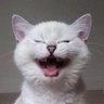 Фото профиля 猫、ニヤー!