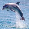 Dolphinman 的头像