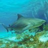 Bullshark, M.D. profil fotoğrafı
