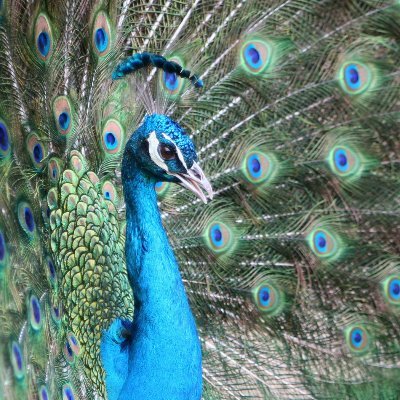 Kurume_bird_C's profile picture