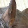 PONYSWIM 的头像