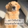 wangwan's profile picture