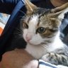 voiateur profil fotoğrafı