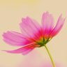 Фото профиля 花とネコ