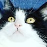 Profilbild von meow