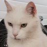 JustACat 的头像