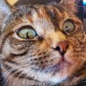PeanutsMom profil fotoğrafı