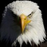 @Eagle4212 profil fotoğrafı