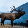 Colorado Bull 🦅's profile picture