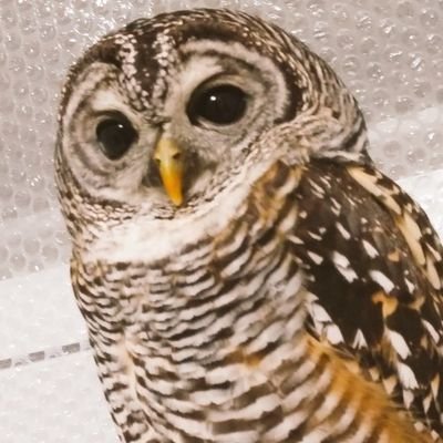 もずく🍒's profile picture