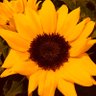 マカロン profil fotoğrafı