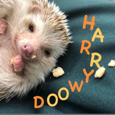harrywoodnamba's profile picture