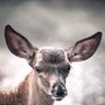 Highramplar profil fotoğrafı