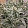 DMV 420's profile picture