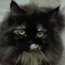 Profilbild von Isra' . M