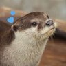 ゆあ🐳💙's profile picture
