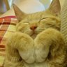 チャブ profil fotoğrafı