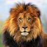 mahesh kumar profil fotoğrafı