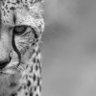 Penicillin profil fotoğrafı