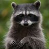 techman's profile picture