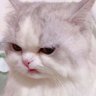 ayamgoreng's profile picture