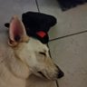 Darth Tofu 的头像
