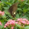 Фото профиля はぴとも888