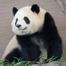 🐼しぃちゃん🐼🐻🎵 profil fotoğrafı