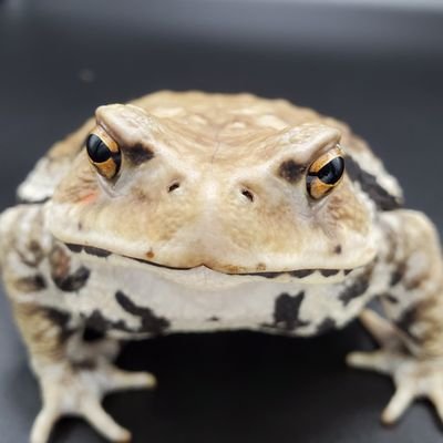 hikigaerumama's profile picture