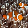 Фото профиля Nemo