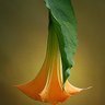 Plantsman_TX's profile picture