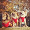 Profilbild von m.s.f.t.m🐶🐶🐶❤️ 🐻𝕭𝖚𝖙𝖙𝖊𝖗🧈
