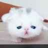 なぎもえ profil fotoğrafı