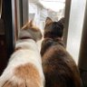 Фото профиля ラブ 😸💕