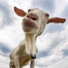Billy Goat 的头像