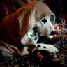 Фото профиля PharaohsMom🐾🐾🐾