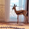غزلان 的头像