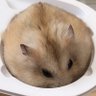 Profilbild von ゆんちーりん