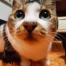 令和猫パンチ(´ε` )'s profile picture