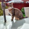 Sealpup profil fotoğrafı