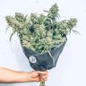 Фото профиля blameitonthegreens