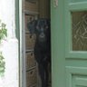 Prince Noir du Manoir profil fotoğrafı