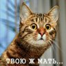 Profilbild von кот Скрипаля (born on Independence Day)
