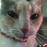okku's profile picture