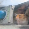 A6M232・中村泰三・大戦機修復家・報国515資料館を運営 的头像