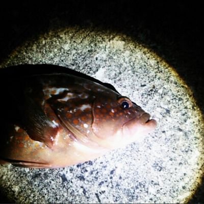 kjhata0506's profile picture